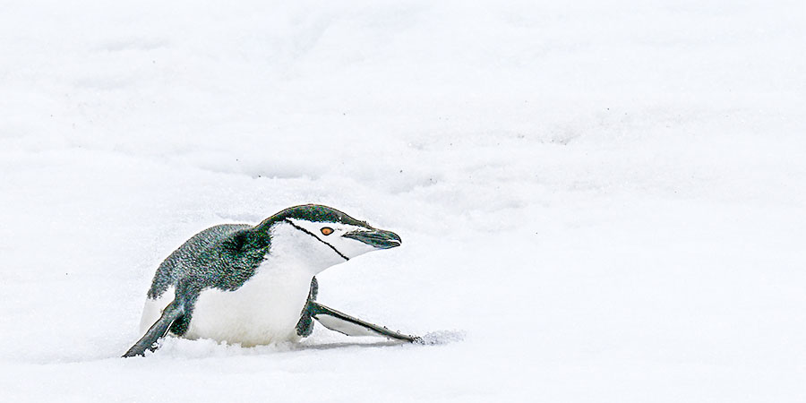 A penguin at Asahiyama Zoo