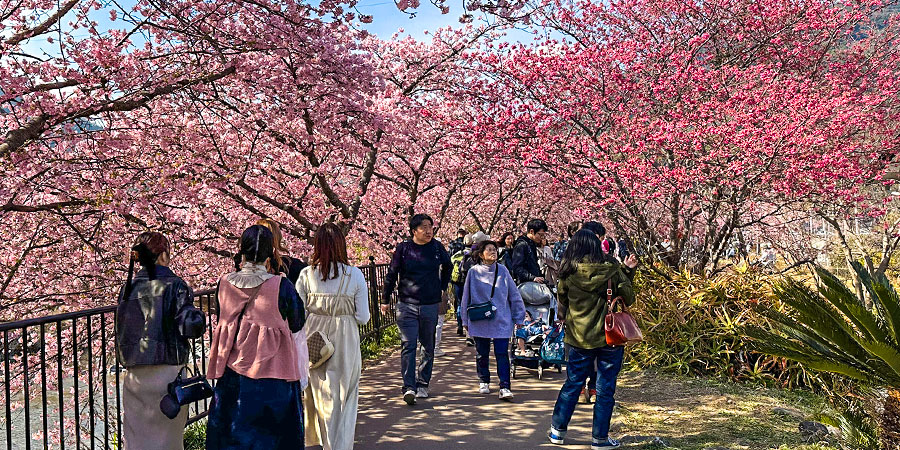 Blooming Cherry Blossoms in Hokkaido