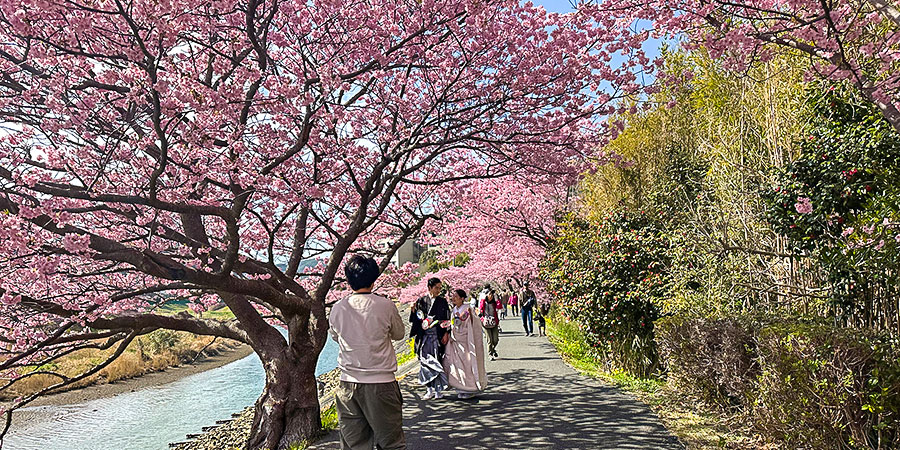 Cherry Blossoms in Hokkaido