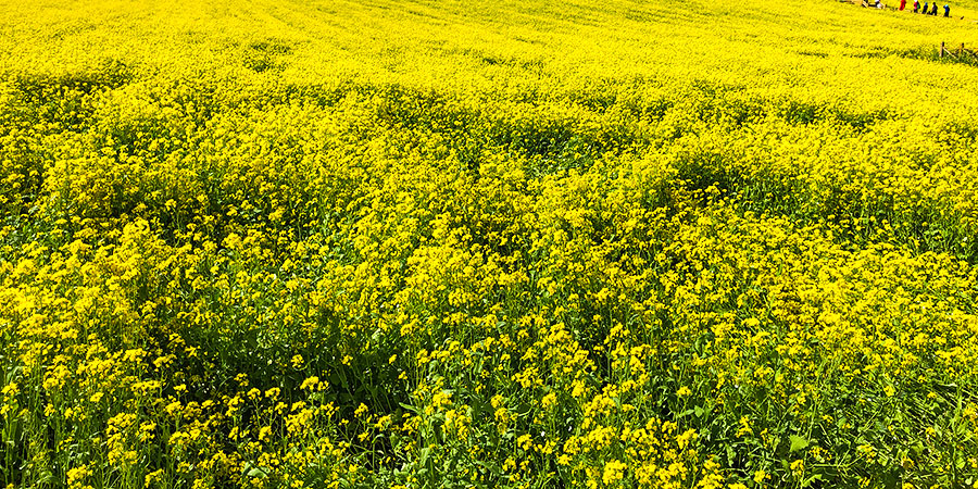 A flower land in Hokkaido