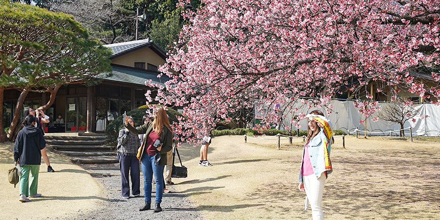 Cherry Blossoms in Hokkaido in May