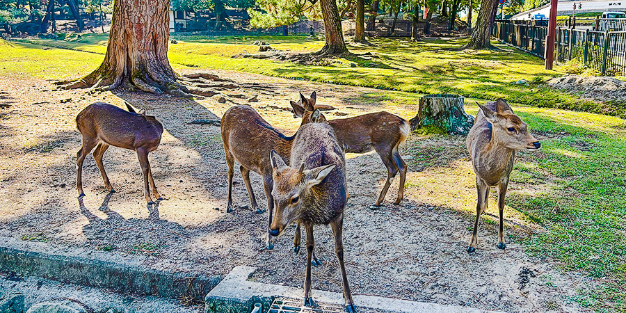 Nara Park with Deer, Nara, Japan