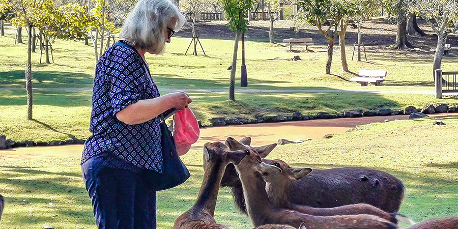 Nara Park and Deer