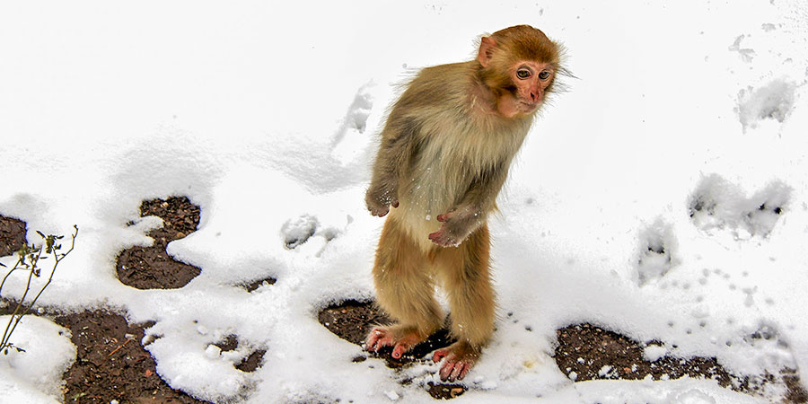 Jigokudani Snow Monkey Park in Nagano