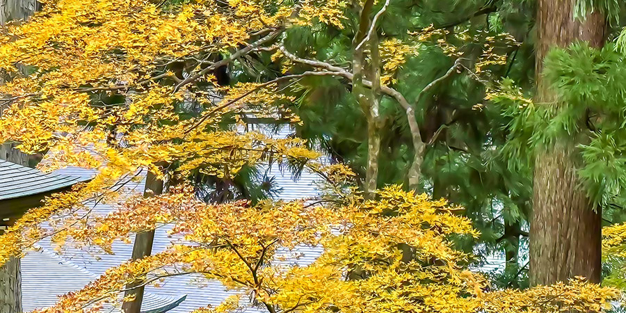 Jonangu Shrine's Maple Leaves