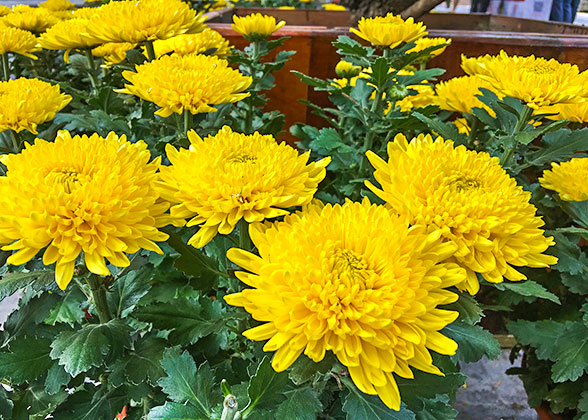 Yellow Flowers in Flower Land Kamifurano
