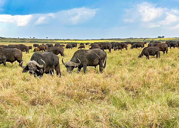 Buffalos in Kenua Sirimon Park