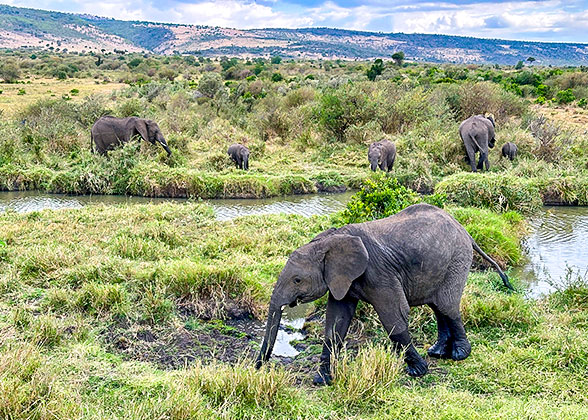 Elephants in Kenya