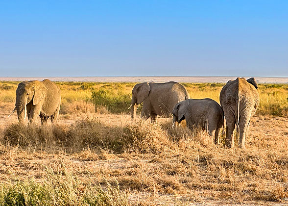Spot the Elephants