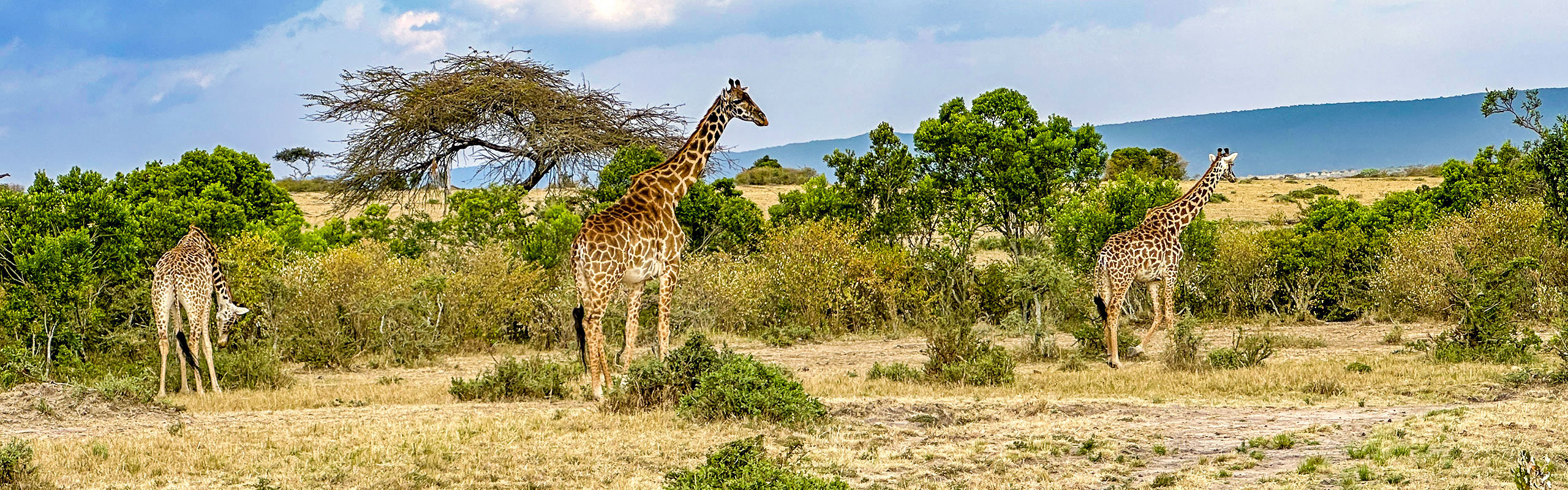 Giraffes in Kenya