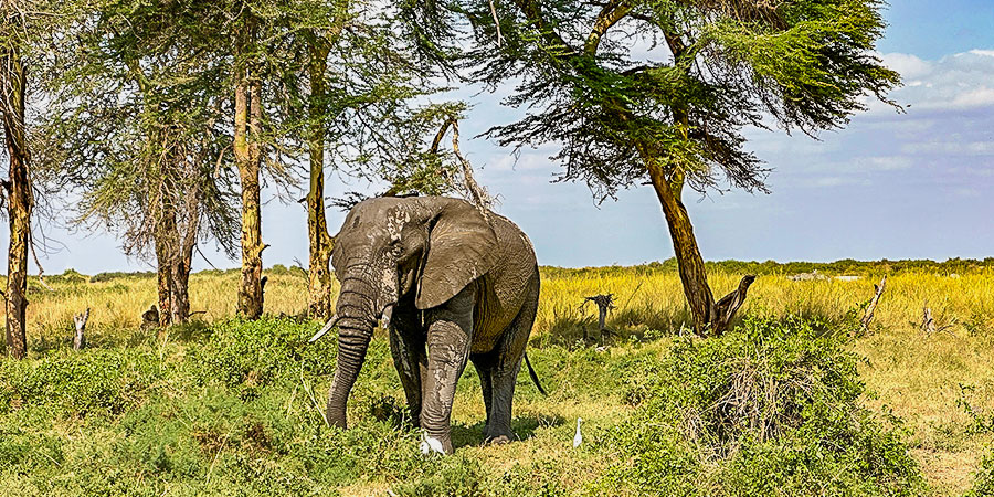 Elephant Walking through the Lush Plants, Kenya