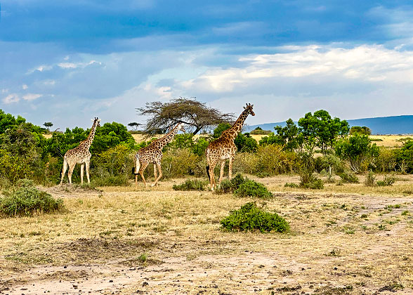 Giraffes in Samburu National Reserve