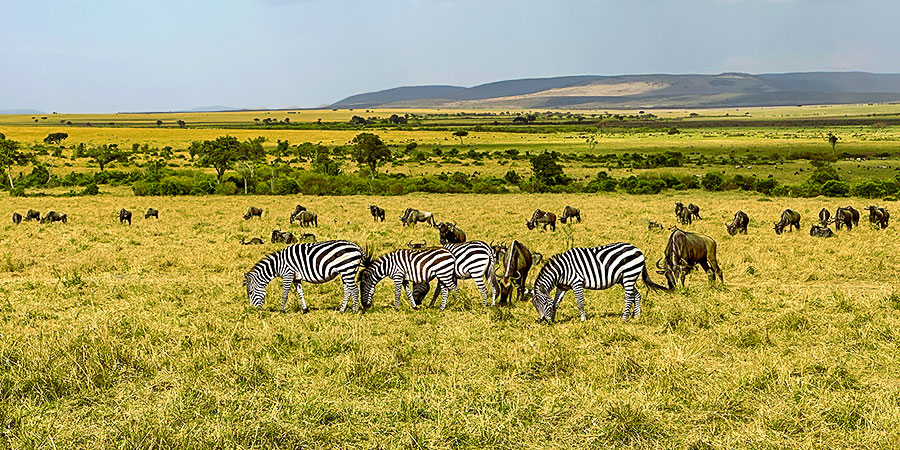 Vast Savanna with Zebras in Kenya