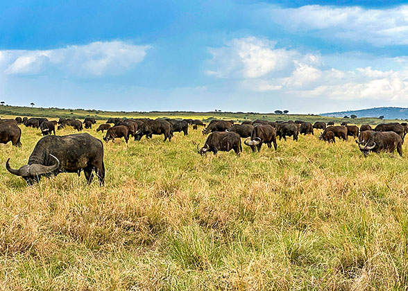Buffaloes in Serengeti