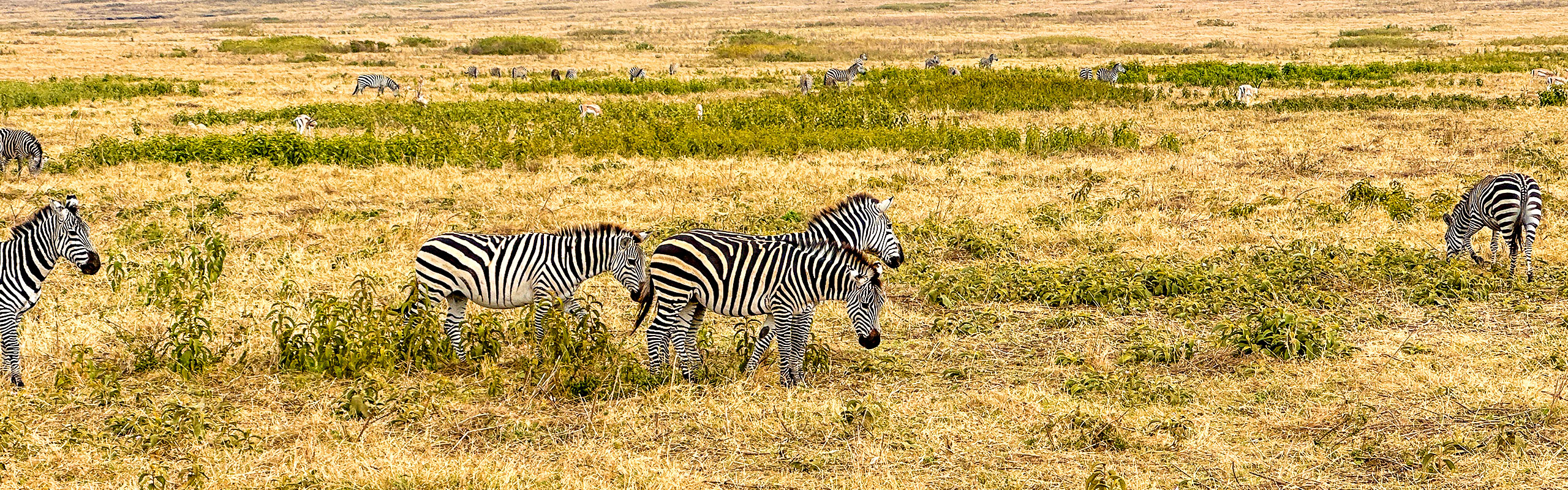 Zebras in Kenya