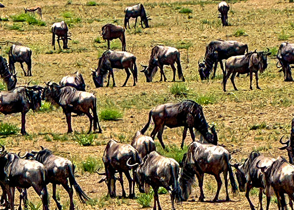 Wildebeests in Masai Mara