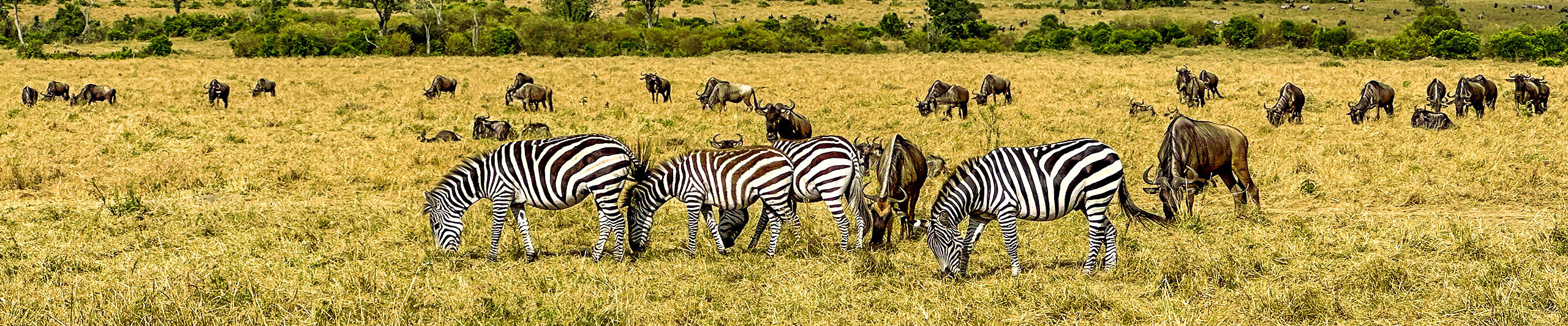 Herds on the Savannah in Kenya