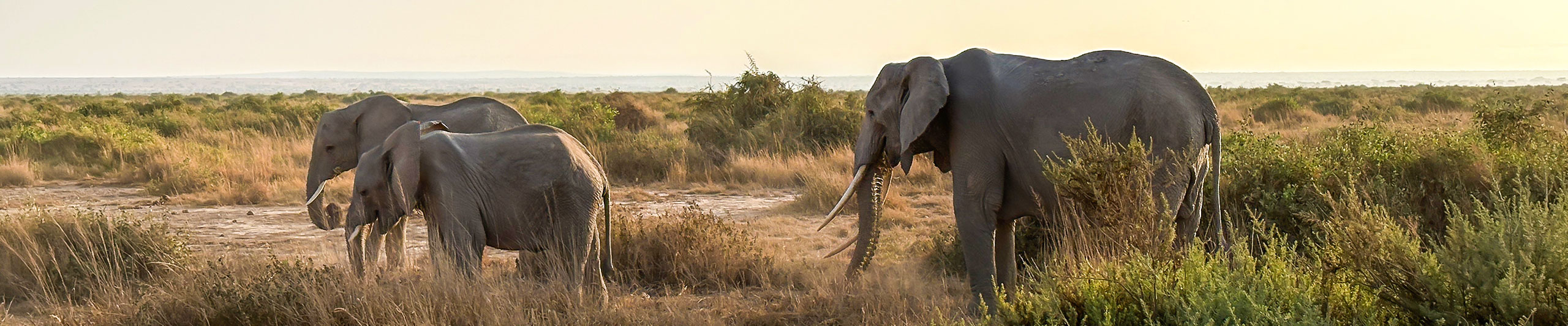 Wildlife on Safaris in Kenya