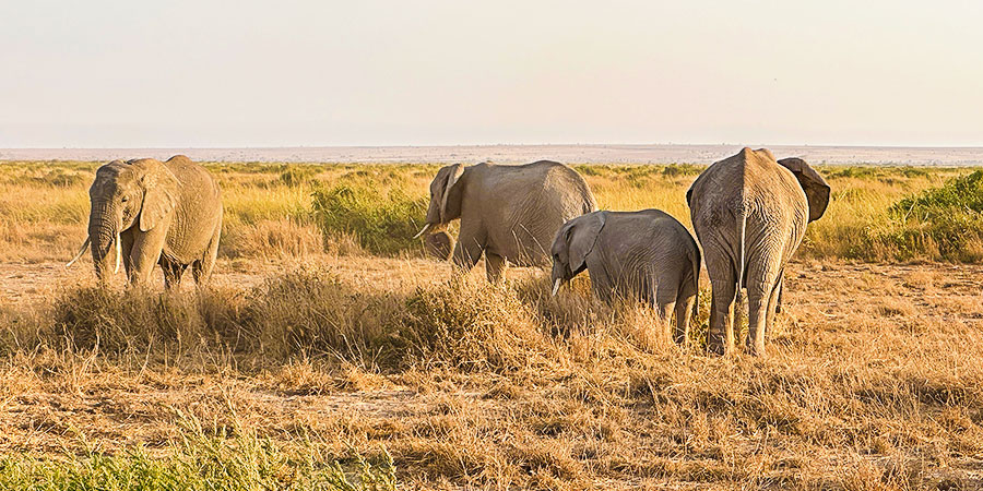 Elephant Herd in Amboseli; Kenya Weather in April