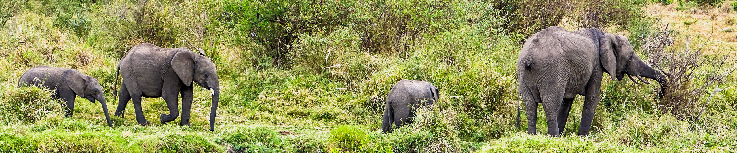 Elephants in Masai Mara