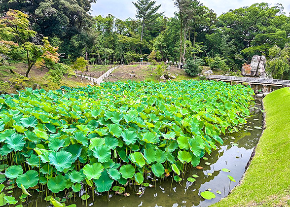 The lotus flowers in Korakuen Garden