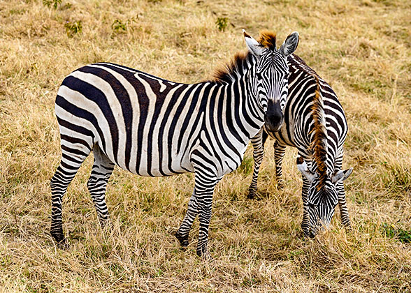 Zebras in Kruger National Park