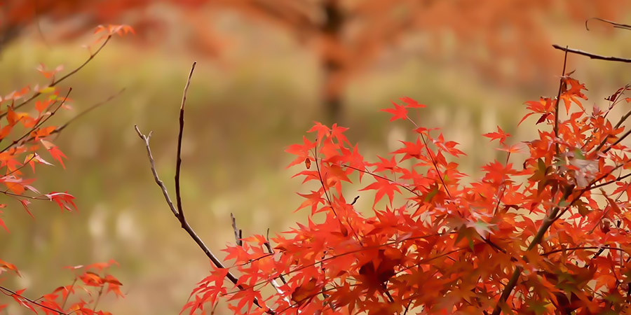 Maple Leaves in Kyoto