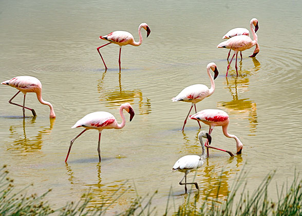 Bird Watching in Kenya