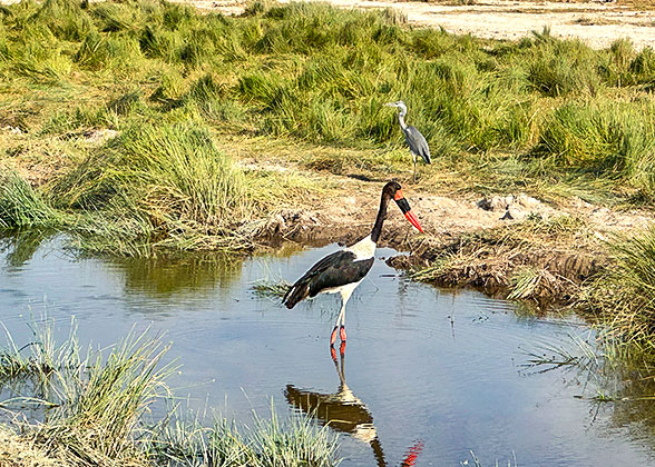 Birds in Lake Nakuru National Park