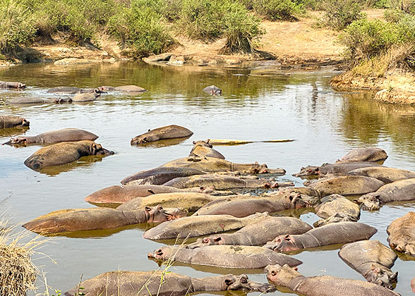 Hippos in the National Park