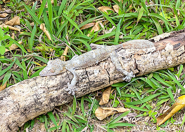 Leaf-tailed Geckos