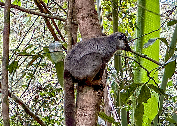 Lemur in the Park