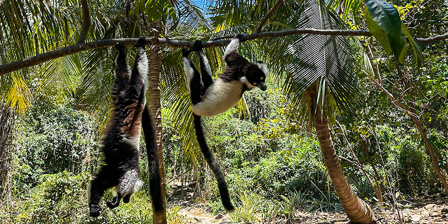 Lemurs of Nosy Be