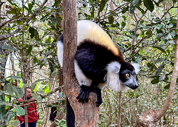 Spotting the Lemur in Andasibe