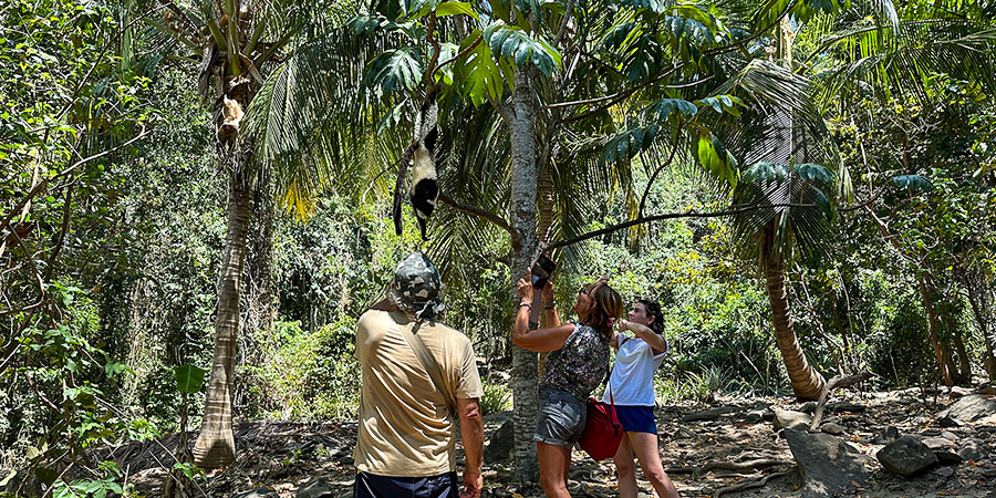 Lemurs of Nosy Be