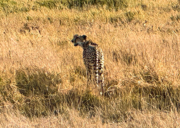 Leopard Foraging in Dry Season, Kenya