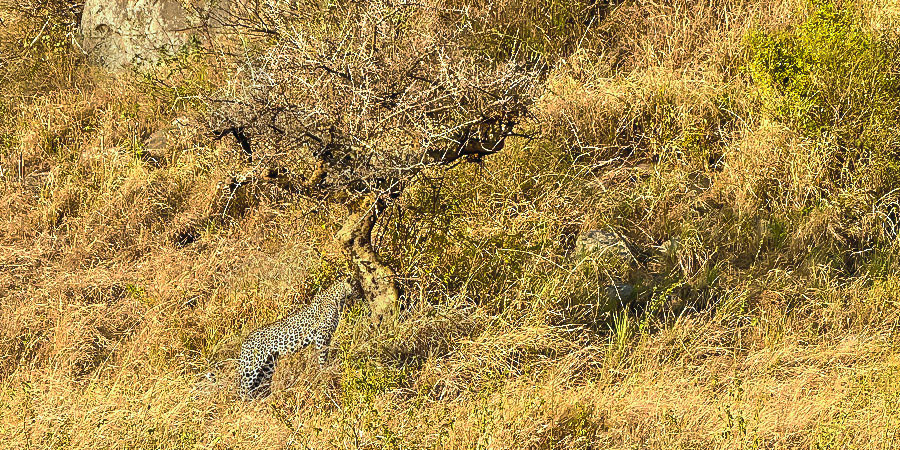 Leopard in Serengeti; Tanzania Weather in November