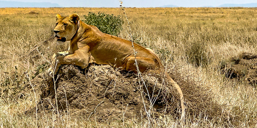 The Lion in Ngorongoro Conservation Area