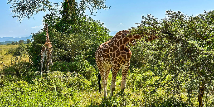 Lushness in Long Rainy Season, Tanzania