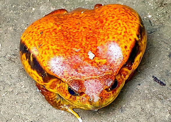 Madagascar Tomato Frog