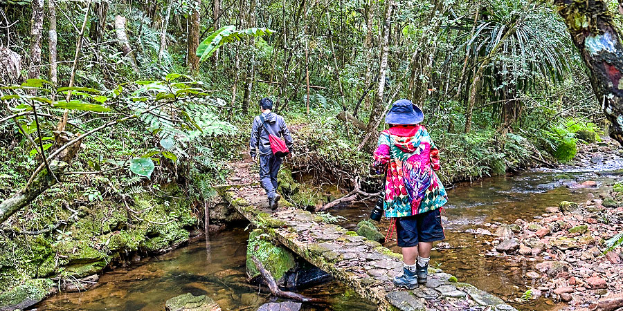 Mantadia National Park Madagascar