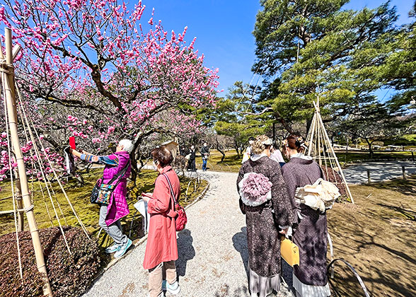 Tourists taking photos of cherry blossoms