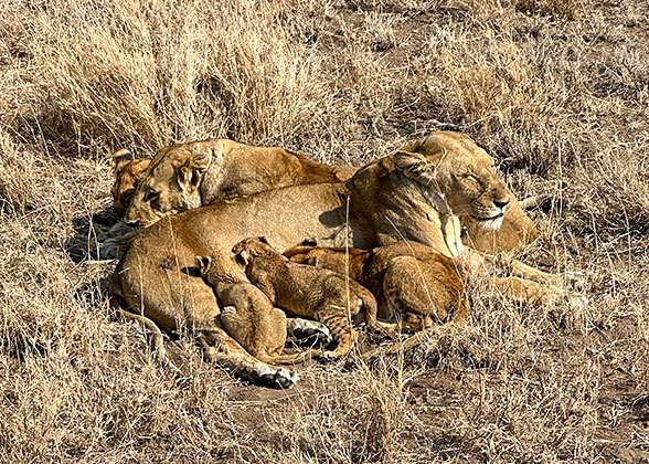 Lions in Masai Mara