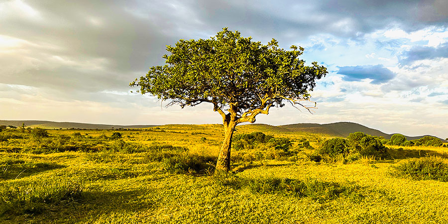 Landscapes in Masai Mara Reserve, Kenya; in the Rainy Season