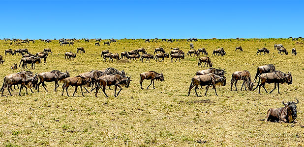 Migration of the Wildebeests in Kenya