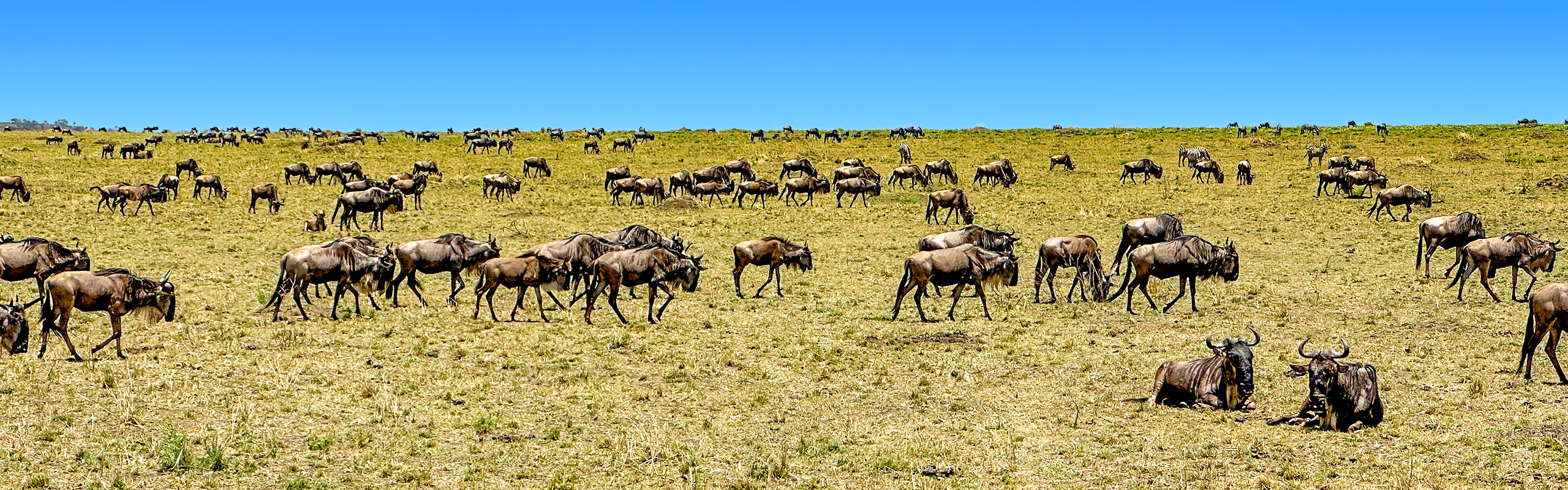 Migration of the Wildebeests in Kenya