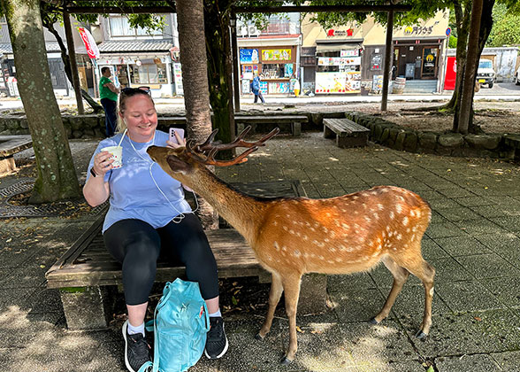 Deer in Miyajima Island