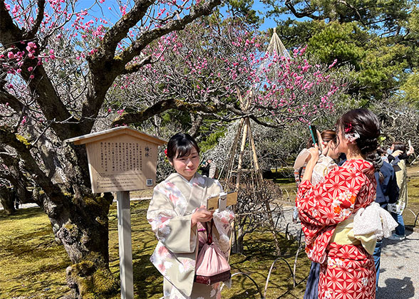 Take Pictures Under the Blossom