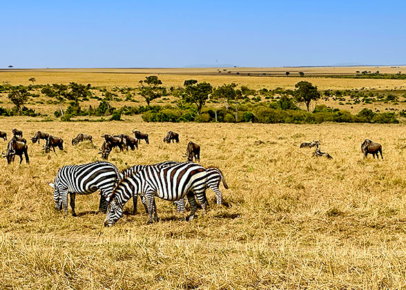 Zebras in Mt. Elgon National Park