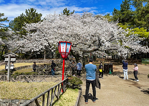 Have a Good Time under Cherry Blossom